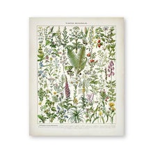 Load image into Gallery viewer, Botanical Medicinal Plants