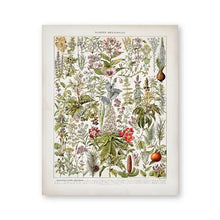 Load image into Gallery viewer, Botanical Medicinal Plants
