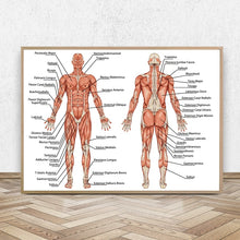 Load image into Gallery viewer, Male Human Muscular System