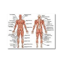Load image into Gallery viewer, Male Human Muscular System