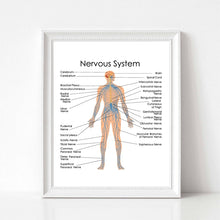 Load image into Gallery viewer, Human Anatomy Nervous System Diagram