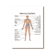 Load image into Gallery viewer, Human Anatomy Nervous System Diagram