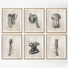 Load image into Gallery viewer, Human Anatomy