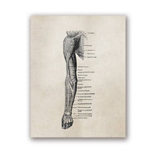 Load image into Gallery viewer, Human Anatomy