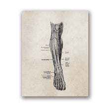 Load image into Gallery viewer, Human Anatomy