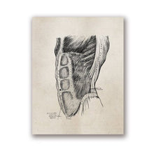 Load image into Gallery viewer, Human Anatomy