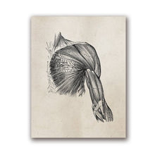 Load image into Gallery viewer, Human Anatomy