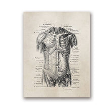 Load image into Gallery viewer, Human Anatomy