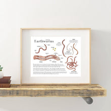 Load image into Gallery viewer, Earthworm Anatomy