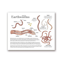 Load image into Gallery viewer, Earthworm Anatomy
