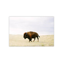 Load image into Gallery viewer, Buffalo