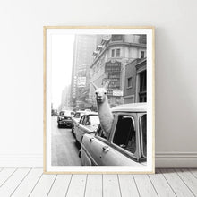 Load image into Gallery viewer, Llama in a taxi