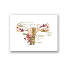 Load image into Gallery viewer, Uterus Anatomy Medical