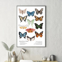 Load image into Gallery viewer, Butterflies And Moths
