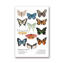 Load image into Gallery viewer, Butterflies And Moths