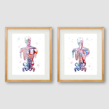 Load image into Gallery viewer, Human Muscles