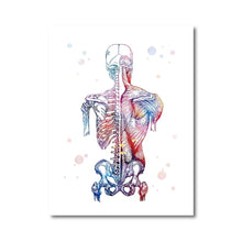 Load image into Gallery viewer, Human Muscles