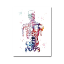 Load image into Gallery viewer, Human Muscles
