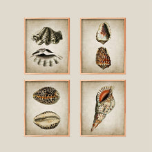 Load image into Gallery viewer, Retro Seashell
